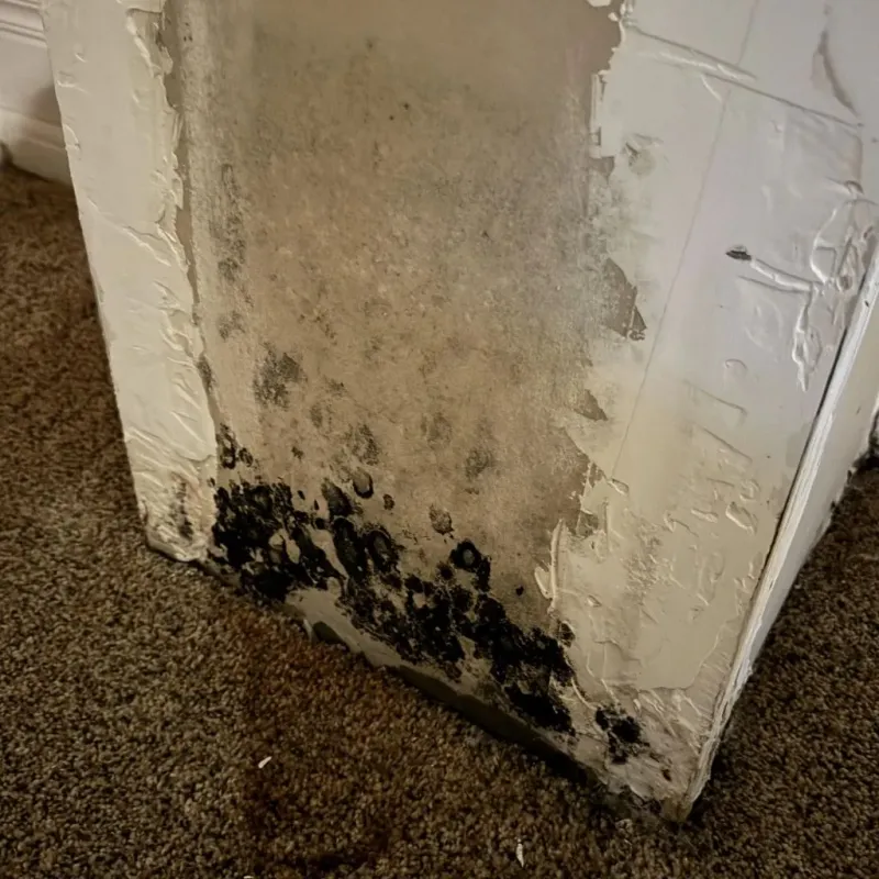 Professional Mold Removal in Coram, NY